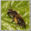 Andrena minutula - Sandbiene w06 7mm.jpg